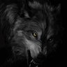 Dark Wolf