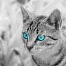 Silver Cat
