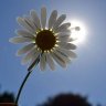 sunnyman