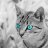 Silver Cat